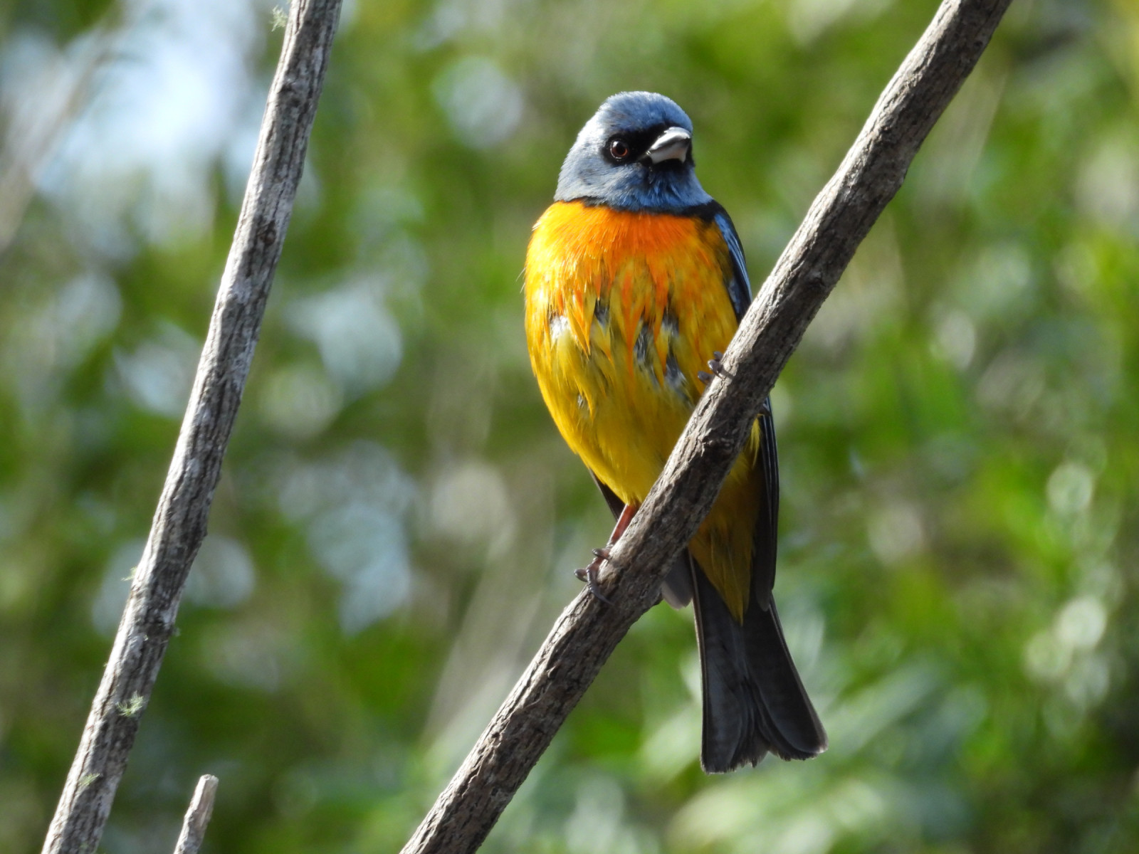 image Blue-and-yellow Tanager